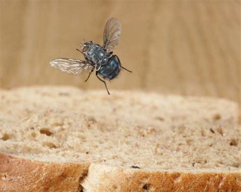 蒼蠅飛進家裡風水